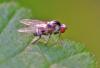 350710 – Photo : Oryctes – France (59)